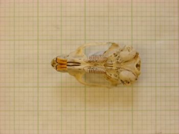Media type: image;   Mammalogy 43950